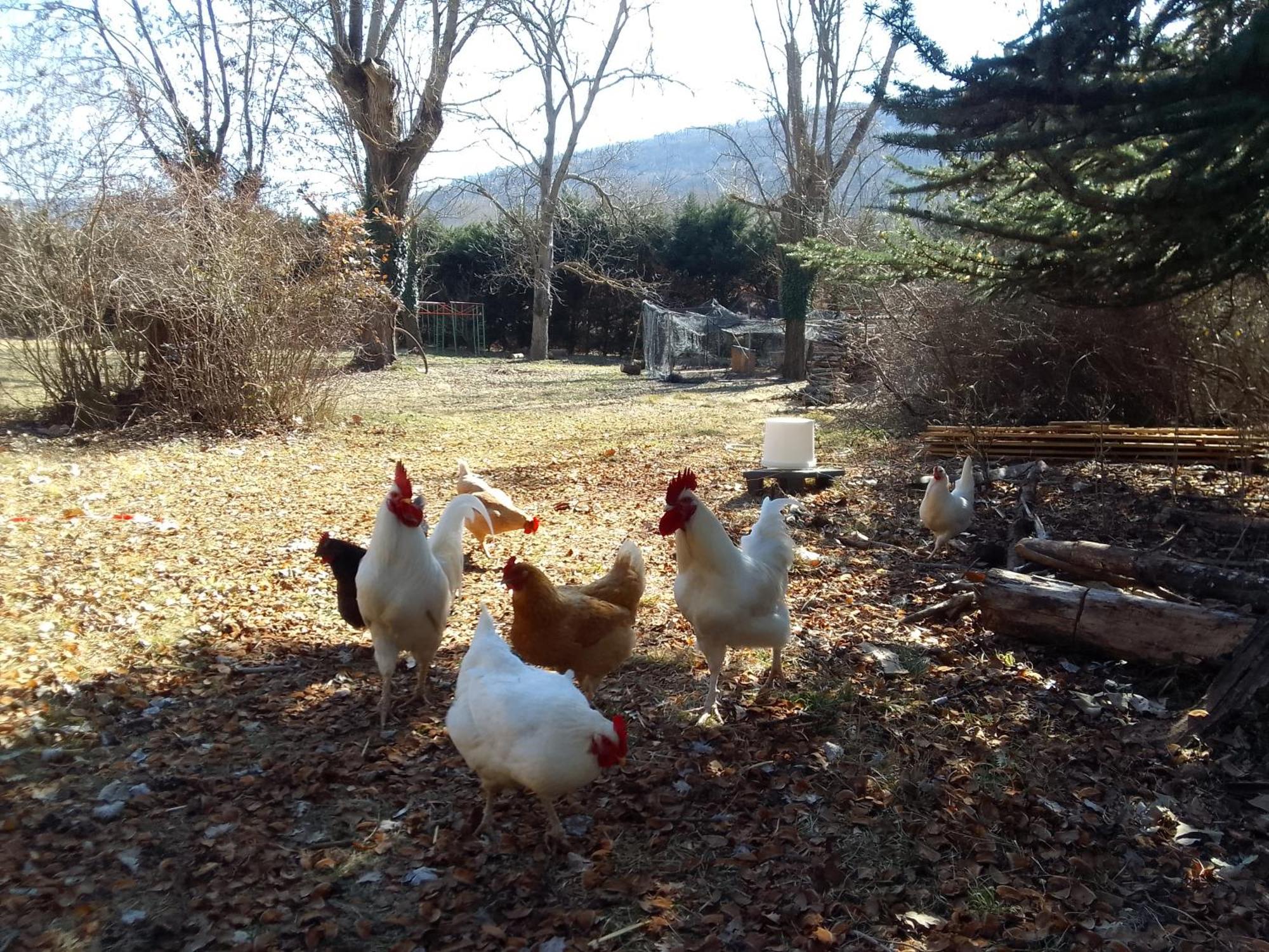 Les Favouilles - Gite & Chambres D Hotes Dauphin Exterior foto